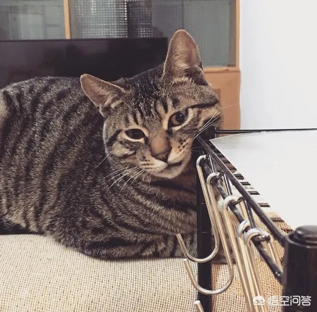 猫咪领养吧
