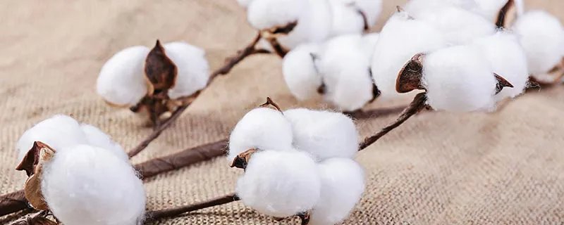 丝光棉会缩水吗 丝光棉是否会缩水