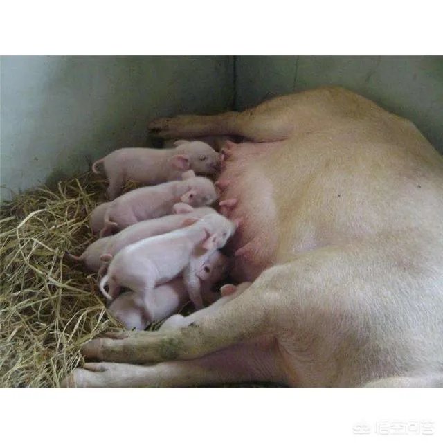 现在猪仔的价格是多少？