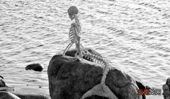 美人鱼化石推翻进化论 美人鱼化石图片