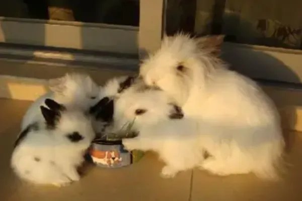 宠物兔品种及图片