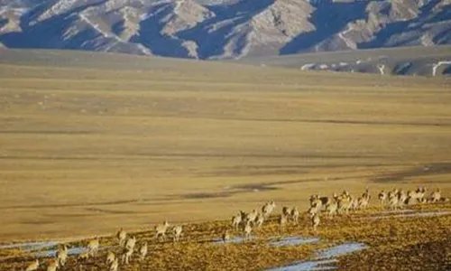藏羚羊迁徙之谜
