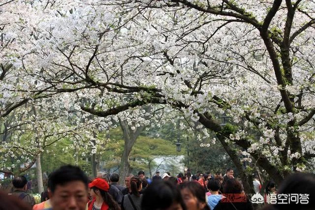 男子在武大疯狂摇晃樱花树制造樱花雨，学生发帖请求放过樱花树，你怎么看？