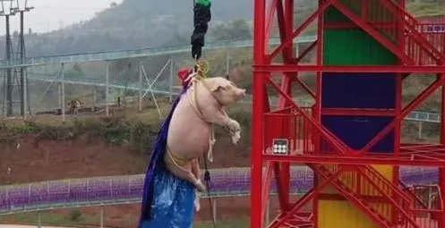 蹦极猪被送屠宰场 肥猪现场蹦极照曝光