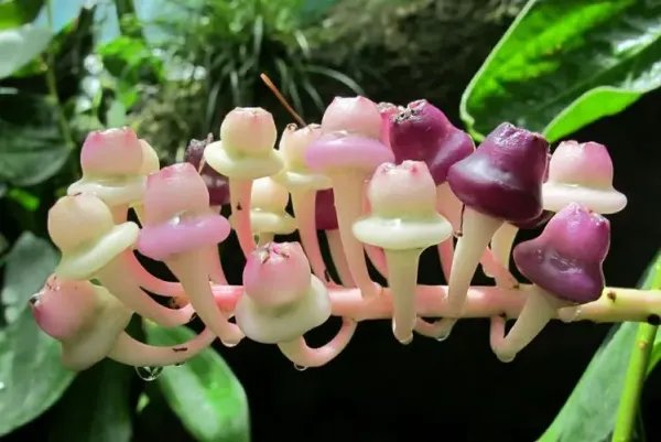 奇花异草的异字是什么意思