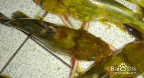 重庆主城钓鱼哪里钓更给力？