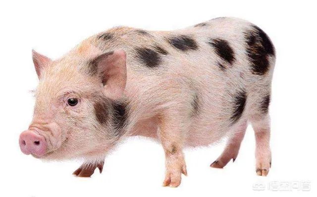 现在猪仔的价格是多少？