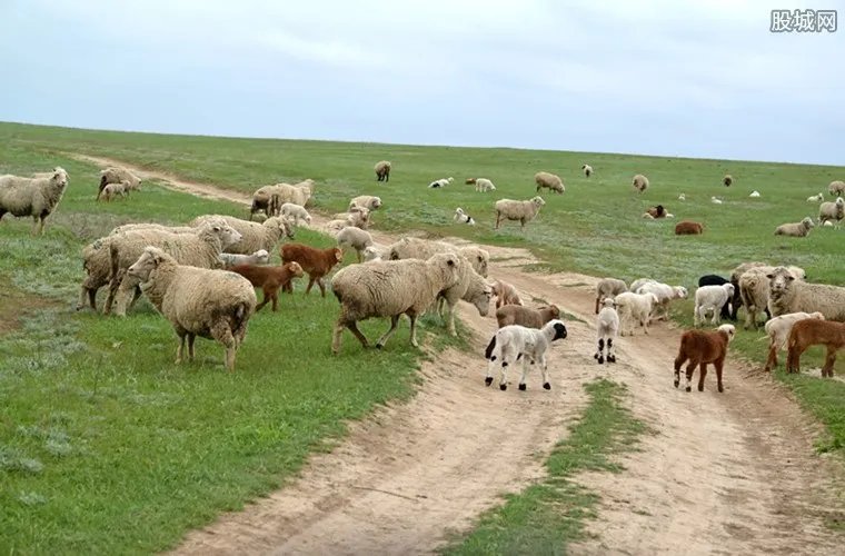 牧场养什么最赚钱 值得推荐的农村养殖项目