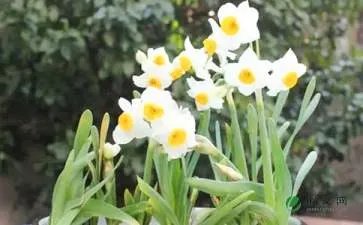 水仙花作文300字