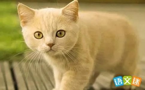 《小猫杜威》读后感