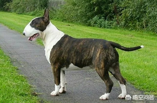 怪异杀手牛头梗能打的过高加索犬吗？