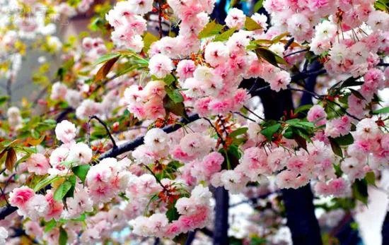 泉州南安香草世界有什么好玩的？