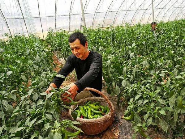 蔬菜大棚造价每亩