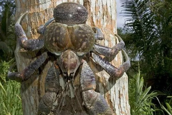 烧烤时爬来50多只大螃蟹，为何网友大呼“放开哪些螃蟹”？