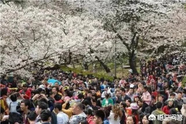 男子在武大疯狂摇晃樱花树制造樱花雨，学生发帖请求放过樱花树，你怎么看？