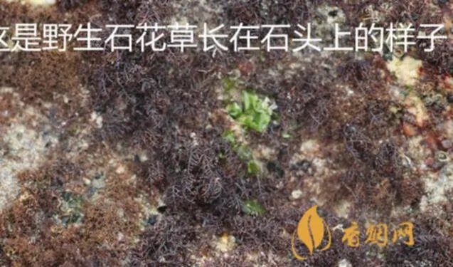 石花世纪红多少钱一瓶？