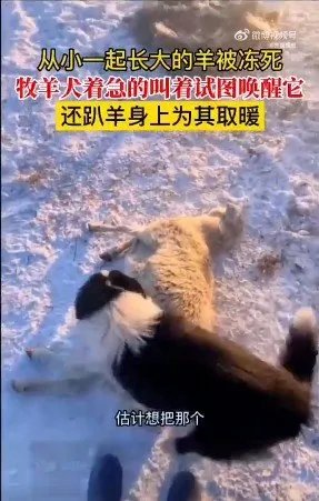 羊被冻死牧羊犬贴身供暖试图唤醒 边牧聪明又有情