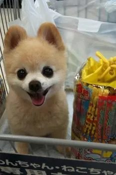 那只日本萌狗俊介是哪个品种的狗狗？纯正的大概要多少钱？