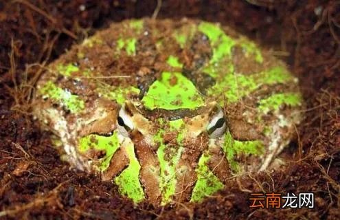 霸王角蛙寿命有多长