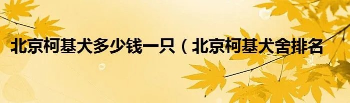 北京柯基犬多少钱一只（北京柯基犬舍排名