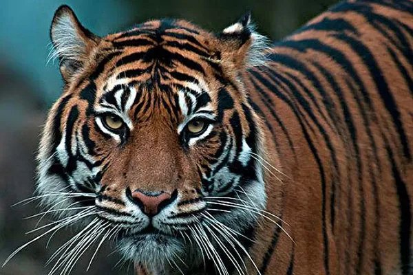 世界上十大珍稀动物:大熊猫只排第六,第一名几近灭绝