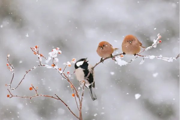 描写大雪纷飞的唯美诗句
