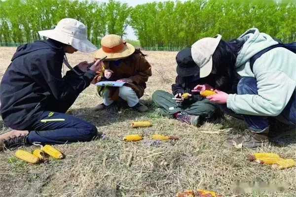 村民自家地丢毒玉米粒，致9羊死被判缓刑！如何解读高判决？