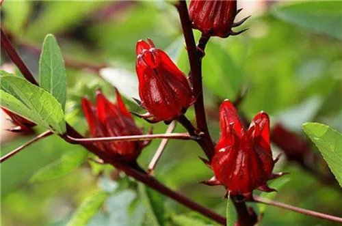 洛神花茶价格多少钱一斤 洛神花茶的功效与作用