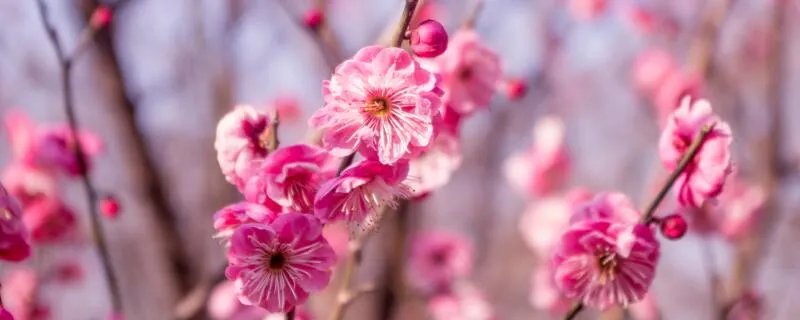 早开的红梅歇后语下一句是什么 早开的红梅歇后语下一句