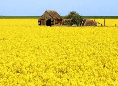 属猪人2014年的运势