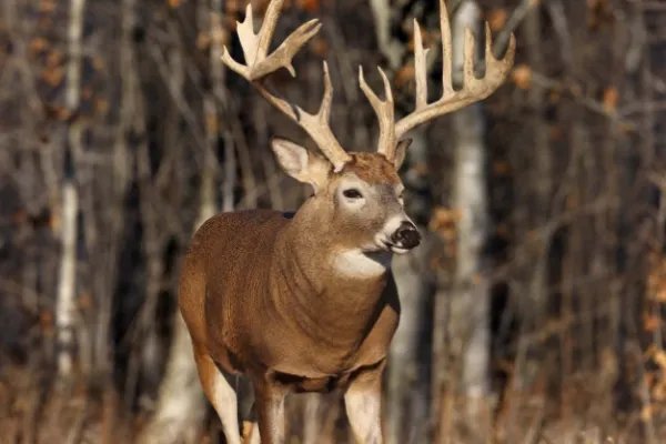中国一批珍稀动物喜提降级，有哪些珍稀动物已成功降级？