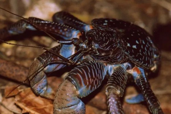 烧烤时爬来50多只大螃蟹，为何网友大呼“放开哪些螃蟹”？