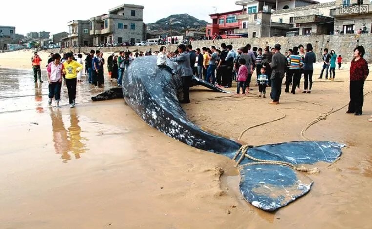 浙江百年水库泄洪竟冲出一条大鱼 市民吓坏了