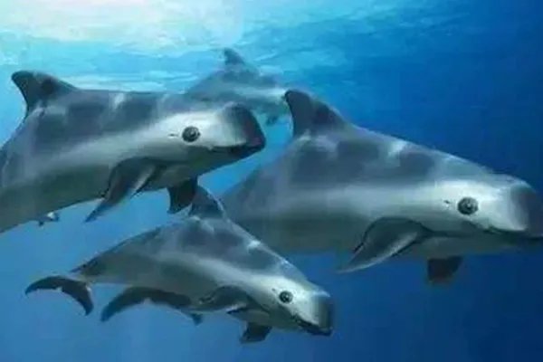 世界上十大珍稀动物:大熊猫只排第六,第一名几近灭绝