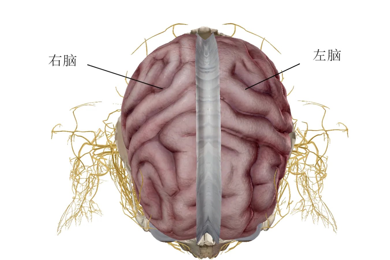 头顶位置图解大全图片