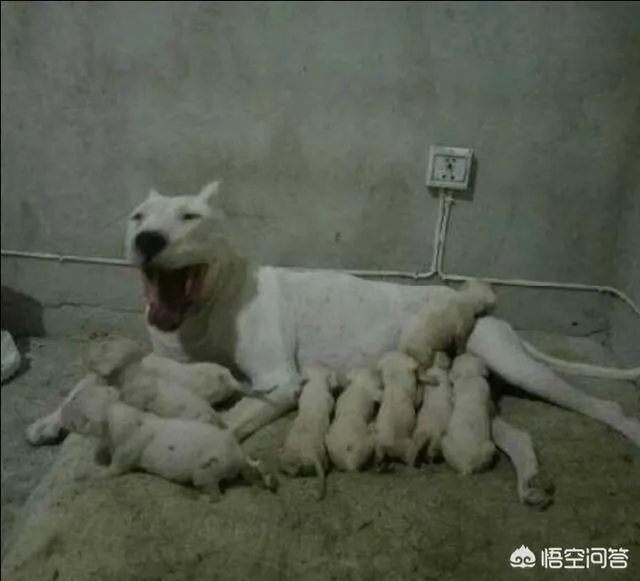 养殖杜高有风险吗？收益怎么样？