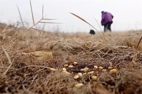 村民自家地丢毒玉米粒，致9羊死被判缓刑！如何解读高判决？