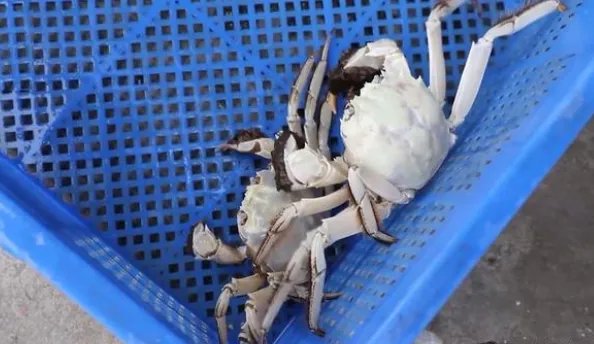 白色大闸蟹隔着壳能看到蟹黄是什么原因？