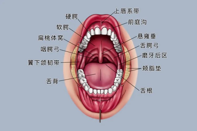 口腔部位说明图