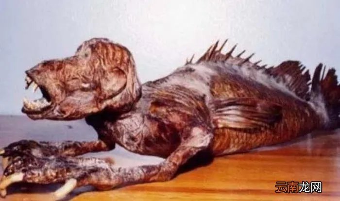 美人鱼化石推翻进化论 美人鱼化石图片