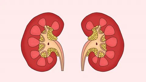 做肾部保养的好处