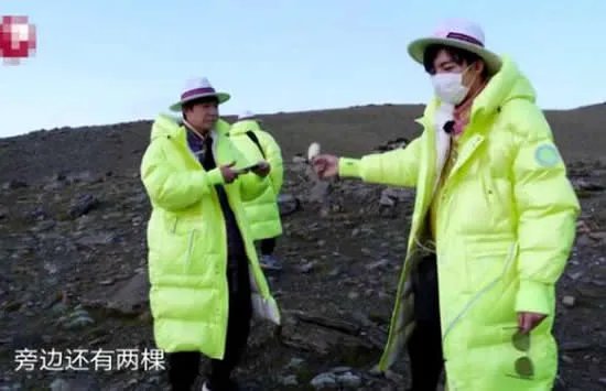 极限挑战嘉宾摘国家二级保护植物 刘宇宁发文回应此事真相来了