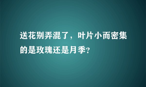 送花别弄混了，叶片小而密集的是玫瑰还是月季？