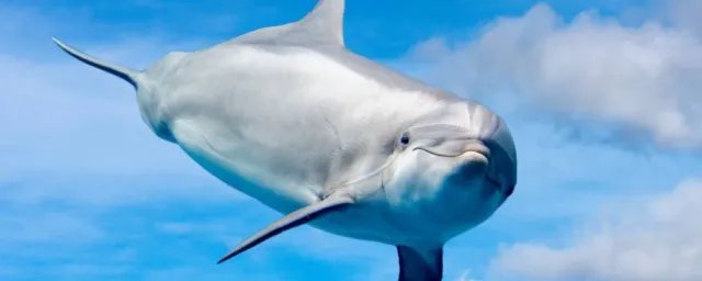 海豚族是什么意思