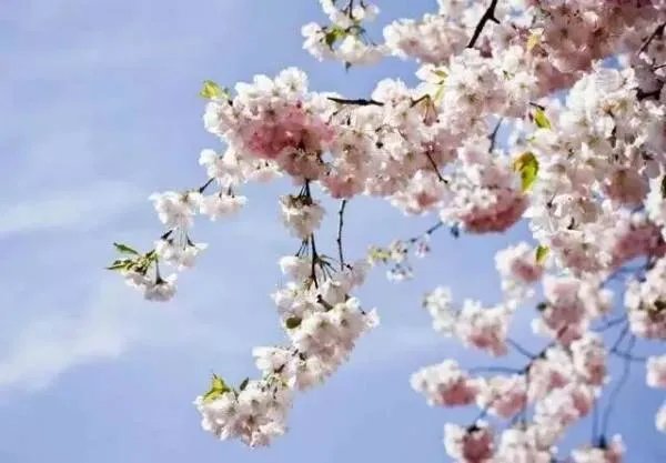 一路繁花什么意思