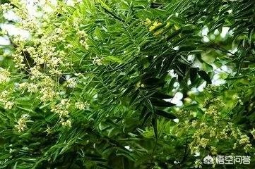 沧县附近有哪些种植出售国槐树苗的地方？