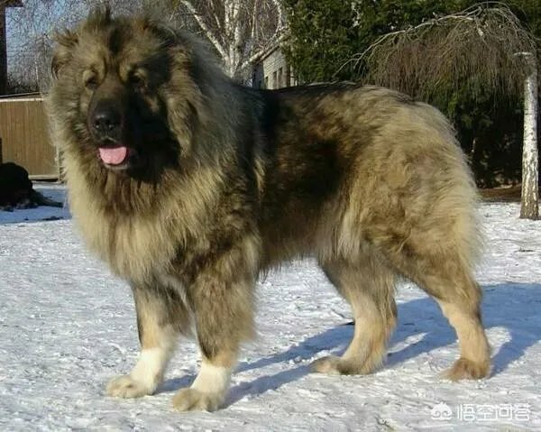 怪异杀手牛头梗能打的过高加索犬吗？