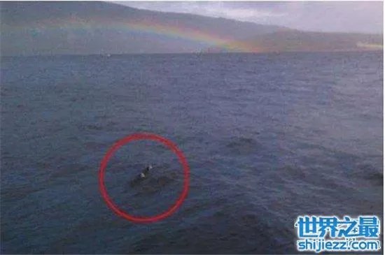 温德米尔湖水怪事件，不少人猜测只是普通的大型鱼类 
