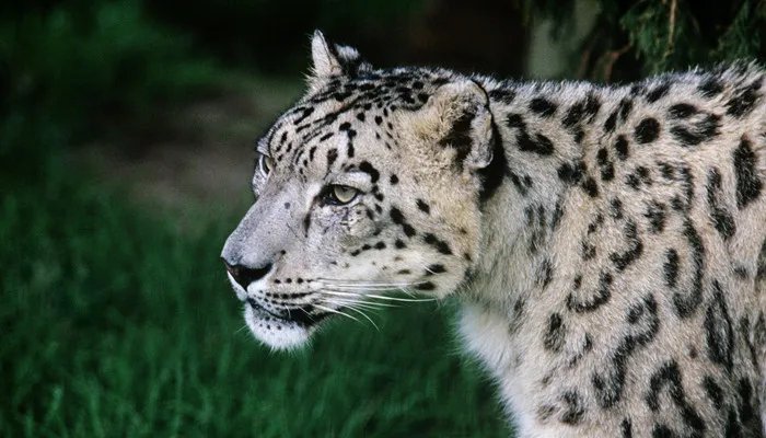 国家一级保护动物有哪些 我国国家一级保护动物有哪些