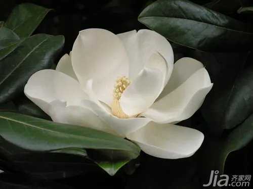 广玉兰的资料介绍 广玉兰图片欣赏